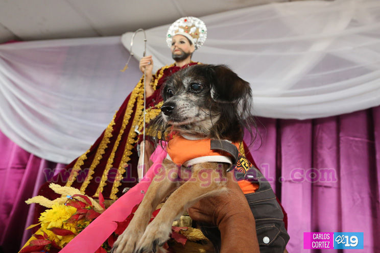 Masaya celebra un a&ntilde;o m&aacute;s a San L&aacute;zaro con el tradicional desfile de mascotas  
